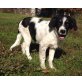 Jack, Kleiner Jack sucht Familie Welpen - Rüde