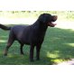Jack, Labrador Retriever - Rüde
