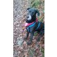 Jack, Labrador + Schäferhund + Dalmatiner - Rüde