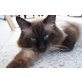 Jack, Maine Coon Mix - Kater