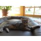 Jack & Muck - zwei verschmuste Katerle - Kater