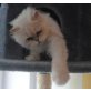 Jack, Perser - Kater