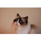 Jack, Ragdoll - Kater