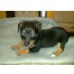 Jack-Rassel-Pinscher Welpen - Hündin