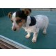 Jack Russel Bande, Jack-Russell-Terrier Welpen - Hündin