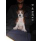 Jack Russel-Beagle Mix - Rüde
