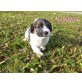 Jack Russel / Bolognese Welpen - Rüde