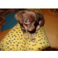 Jack Russel Chihuahua Welpen Welpen - Hündin