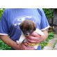 Jack Russel Mischlinge Welpen - Hündin