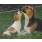 Jack Russel Mischlinge Welpen - Rüde