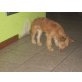 Jack Russel Mix  Welpen - Hündin