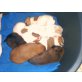 Jack Russel Mix Welpen - Rüde
