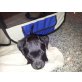 Jack Russel/Patterdale Welpen - Rüde