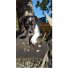 Jack-Russel-Spitz Mix Welpen Welpen - Hündin