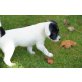 Jack Russel Terrier-Französische Bulldogge - Hündin