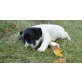 Jack Russel Terrier-Französische Bulldogge Welpen - Hündin