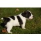 Jack Russel Terrier-Französische Bulldogge Welpen - Rüde