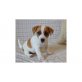 Jack Russel Welpen Aktiv   , Jack-Russell-Terrier - Rüde