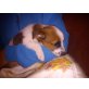 Jack Russel   Welpen - Hündin