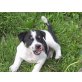 Jack Russel   Welpen - Hündin