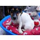 Jack Russel Welpen, Jack-Russell-Terrier Welpen - Rüde