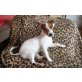 Jack Russel Welpen - Rüde