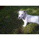 Jack Russel Welpen - Rüde