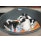 Jack-Russel Welpen - Rüde