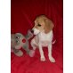 Jack Russel  beagle mix - Hündin