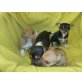 Jack Russel u. Chi-Hua-Hua Welpen - Rüde
