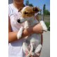 Jack Russel unbekannt Welpen - Hündin