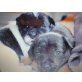 Jack Russel und Westi Mix - Rüde