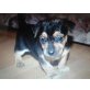 Jack Russel und Westi Mix - Rüde