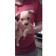Jack Russel und Westi Mix - Rüde