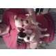 Jack Russel und Westi Mix Welpen - Hündin