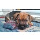 Jack Russel und westi mix  - Hündin