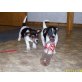 Jack Russell  Hündin, Jack-Russell-Terrier - Hündin