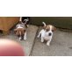 Jack-Russell, Jack-Russell-Terrier - Rüde