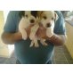 Jack-Russell, Jack-Russell-Terrier - Rüde