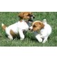 Jack Russell, Jack-Russell-Terrier - Rüde