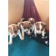 Jack Russell, Jack-Russell-Terrier - Rüde