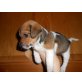 Jack Russell, Jack-Russell-Terrier - Rüde