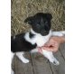 Jack-Russell-Mischlinge - Rüde