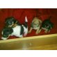 Jack Russell-Pinscher-Mix Welpen Welpen - Rüde