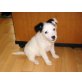 Jack Russell Terrier + Cocker Welpen - Hündin