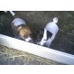 Jack-Russell-Terrier - Hündin