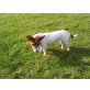 Jack-Russell-Terrier - Hündin