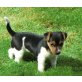 Jack-Russell-Terrier - Hündin