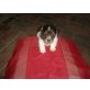  -, Jack-Russell-Terrier - Hündin
