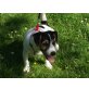 Jack-Russell-Terrier - Hündin